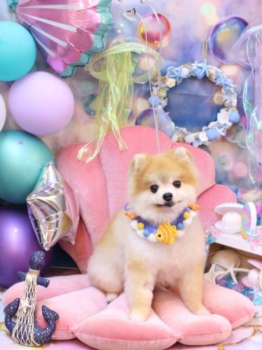 20240814モコくん